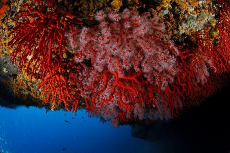 Coraux sur plafond de grotte sous-marine