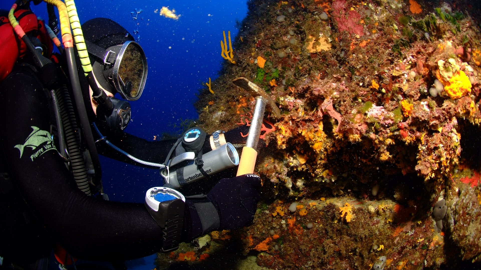 Corail rouge de Bonifacio